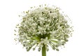 Flower head of edible onion, lat. Allium cepa, isolated on whit Royalty Free Stock Photo