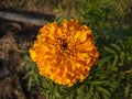 Flower head image, yellow flower in the garden