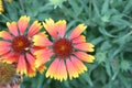 Flower head of Indian blanket, Indian blanketflower, sundance or firewheel (Gaillardia pulchella) Royalty Free Stock Photo