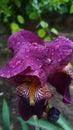 flower head iris with raindrops Royalty Free Stock Photo