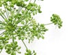 Flower head of Italian parsley in a white background