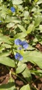 flower head flower leaf blue purple petal close-up plant green color hydrangea iris - plant hyacinth thistle