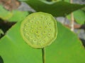 Flower head of the nelumbo nucifera in the hortus botanicus of Leiden