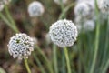 Flower head of onion seeds closeup. selective focus with blurred background Royalty Free Stock Photo