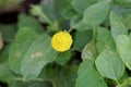 Flower of a parakress Acmella oleracea