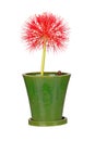 Flower head of a potted blood lily Scadoxus multiflorus isolated Royalty Free Stock Photo