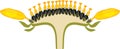 Flower head or pseudanthium in cross section. Structure of sunflower inflorescence