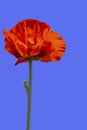 Flower head of a red colored poppy flower Royalty Free Stock Photo