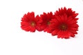 Flower head of red transvaal daisy in a white background Royalty Free Stock Photo