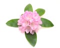 Flower head of rhododendron Royalty Free Stock Photo