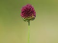 Flower head of round-headed leek or purple flowered garlic. Allium rotundum Royalty Free Stock Photo