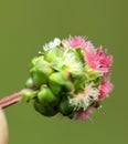 Flower head Salad burnet, Garden burnet, Small burnet, Sanguisorba minor