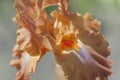 Flower head of Tall Bearded Iris Dodge City macro