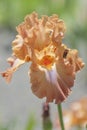 Flower head of Tall Bearded Iris Dodge City