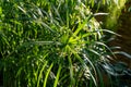 Flower head of Umbrella sedge, Cyperus involucratus. Close-up of an umbrella of leaves of a tropical plant in the