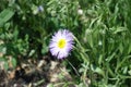 A flower head of violet Erigeron speciosus