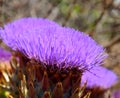 Flower head of wild artichoke