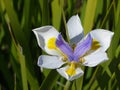 Flower head of wild iris in full bloom Royalty Free Stock Photo
