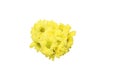 Flower head of yellow chrysanthemum in a white background. Royalty Free Stock Photo