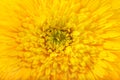 Flower head yellow gerbera daisy floral background Royalty Free Stock Photo
