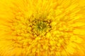 Flower head yellow gerbera daisy floral background