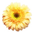 Flower head yellow gerbera isolated on white background. Summer. Spring. Flat lay, top view Royalty Free Stock Photo