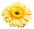 Flower head yellow gerbera isolated on white background. Summer. Spring. Flat lay, top view Royalty Free Stock Photo