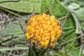 Flower head of a yellow helichrysum near the Grotto