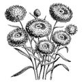 Flower Heads of Everlastings Helichrysum Bracteatum Compositum vintage illustration Royalty Free Stock Photo