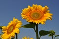 Flower heads of Helianthus annuus on high green stems. Vibrant orange color middle of two fresh sunflowers with yellow petals. Royalty Free Stock Photo