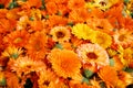 Flower Heads Marigold (Calendula Officinalis)