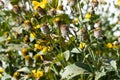 Center flowers of shiny coneflowers in autumn Royalty Free Stock Photo