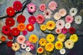 Flower heads on Slate