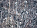 Flower heads in the Snow: Frozen in time, a prairie wildflower covered in morning frost on an early winter morning close up view