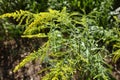 Flowerheads of Solidago canadensis arranged in arrays