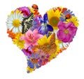 Flower heart Royalty Free Stock Photo