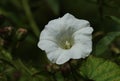 The flower of a Hedge Bindweed plant, Calystegia sepium, growing in the wild in the UK. Royalty Free Stock Photo