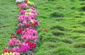 Flower Hedge in Grass Lawn Royalty Free Stock Photo