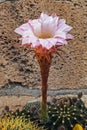 Flower of hedgehog cactus Royalty Free Stock Photo