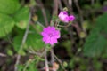 Hedgerow cranesbill, Geranium pyrenaicum