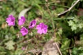 Hedgerow cranesbill, Geranium pyrenaicum