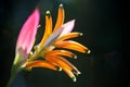 Flower of heliconia isolated against green