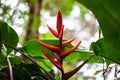 Flower of a Heliconia monteverdensis in a rainforest