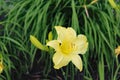 Flower hemerocalle,hemerocallis citrina