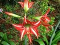 Flower hemerocalle,hemerocallis