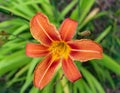 Flower hemerocalle,hemerocallis