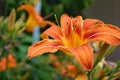 Flower hemerocalle,hemerocallis