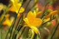 Flower Hemerocallis Corky Royalty Free Stock Photo