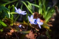 Flower of the hepatica