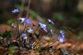 Flower Hepatica nobilis in the woods